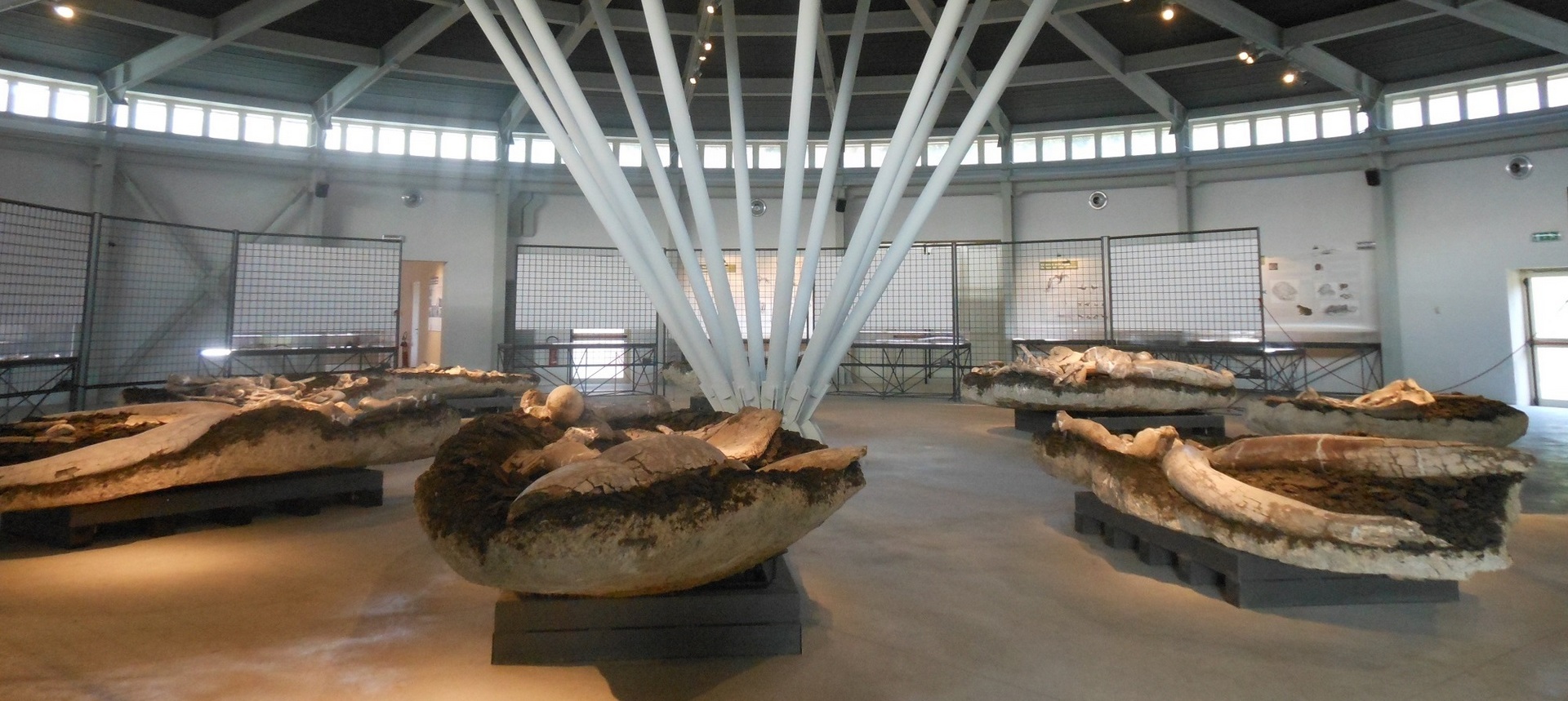 Piegaro – Museo Paleontologico “L. Boldrini”